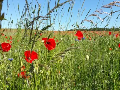 Ferienwohnung für 4 Personen (80 m²) in Kamminke 5/10