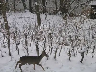Ferienwohnung für 3 Personen (60 m²) in Rheinsberg 2/10