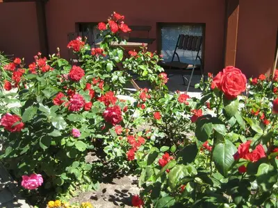 Ferienwohnung für 4 Personen (60 m²) in Kölpinsee (Usedom) 5/10