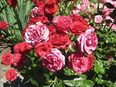 Ferienwohnung für 4 Personen (60 m²) in Kölpinsee (Usedom) 7/10