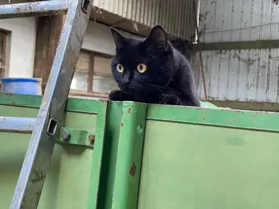 Katze