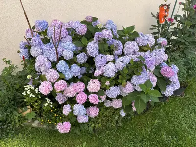 Blumen