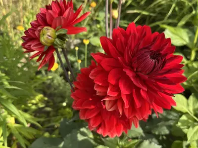 Blumen