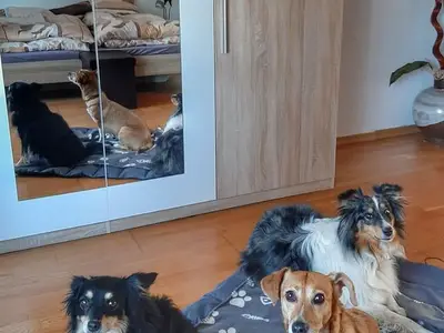 Ferienwohnung für 6 Personen (100 m²) in Rohrbach 3/10