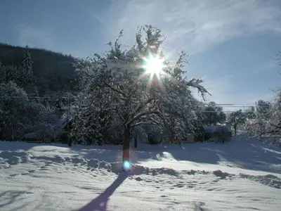 PensionSchneider_Winterbaum.jpg