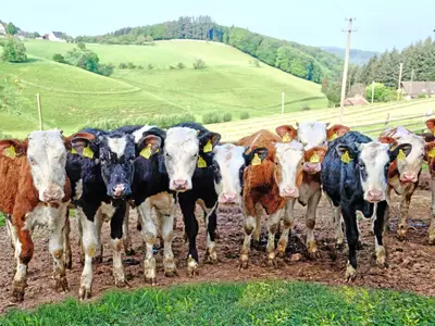 Rinder auf der Weide
