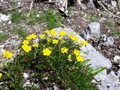 Blumengruß aus dem schönen Waidring