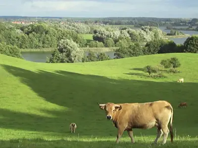 Wanzkaer See mit Kuh