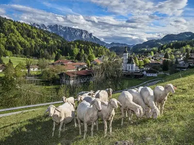 _jra1266sachrangschafen