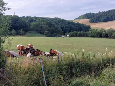 Ferienwohnung für 2 Personen (21 m²) in Berg 9/10
