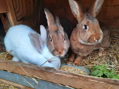 Hasen auf dem Ferienhof NaturZeit