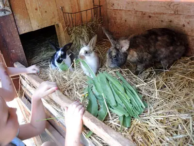 Kaninchen füttern