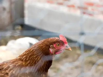 Hühner auf dem Ferienhof NaturZeit