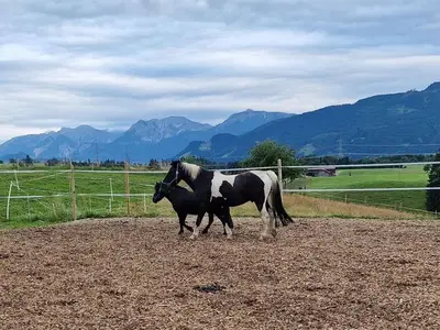Ferienwohnung für 6 Personen (60 m²) in Oy-Mittelberg 6/10