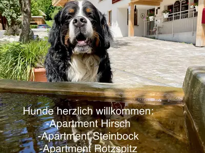 Hunde willkommen - Hirsch/Rotspitz/Steinbock