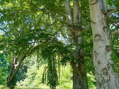 Ferienwohnung für 2 Personen (45 m²) in Dippoldiswalde 6/10