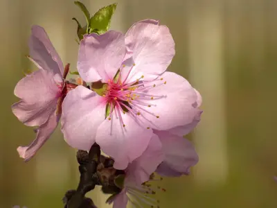 Mandelblüte in voller Pracht