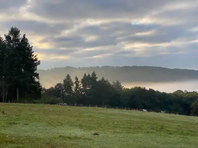 Morgennebel
