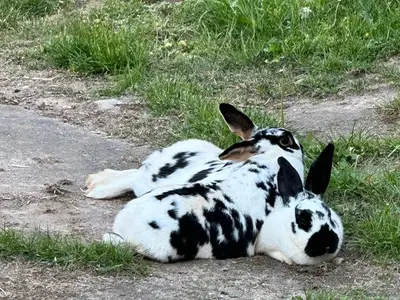 Ferienwohnung für 3 Personen in Nebra (Unstrut) 4/10