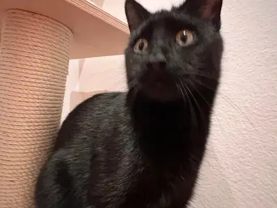 Ferienwohnung für 3 Personen in Nebra (Unstrut) 5/10