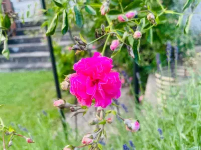 Ferienwohnung für 2 Personen (20 m²) in St. Georgen am Kreischberg 6/10