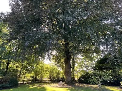 Blick auf die namensgebende Rotbuche
