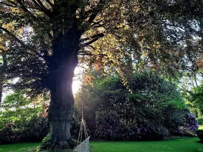 Im_Sommer_unter_der_Rotbuche