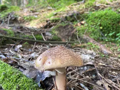Wald