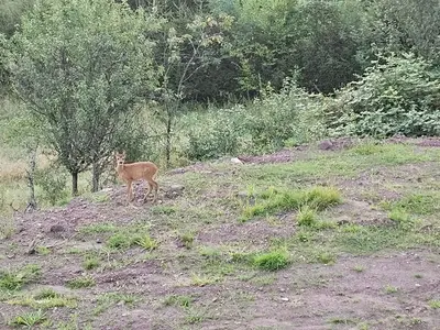 Ferienwohnung für 4 Personen (65 m²) in Steinberg-Deckenhardt 5/10