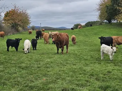 Ferienwohnung für 4 Personen (65 m²) in Steinberg-Deckenhardt 7/10