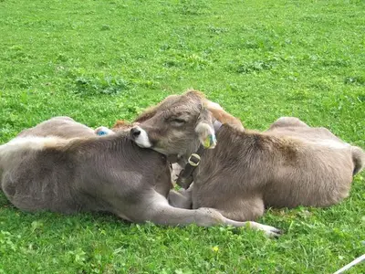 Ferienwohnung für 6 Personen (68 m²) in Fischen im Allgäu 9/10