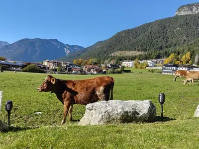 Ferienwohnung für 4 Personen (56 m²) in Maurach am Achensee 5/10