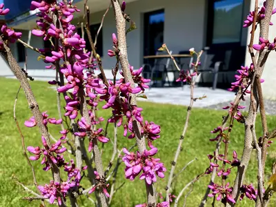 Apartment Bergfieber