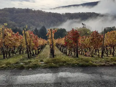 Herbststimmung auf dem Rotwein-Wanderweg .