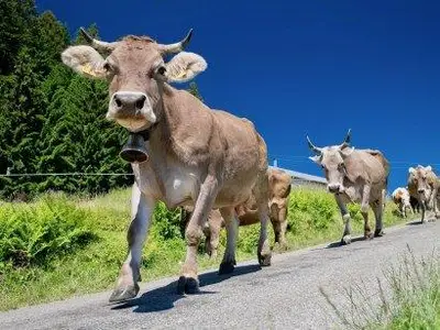 allgaeuer-braunvieh-bei-der-sennalpe-ornach-in-bol