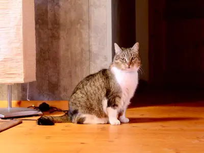 Ferienwohnung für 6 Personen (100 m²) in Beckingen 2/10