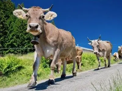 Ferienwohnung für 2 Personen (38 m²) in Bolsterlang 7/10