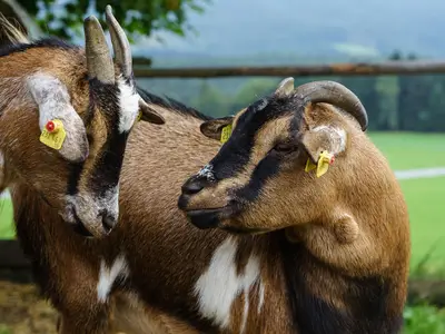 Ziegen am Leitenbauerhof (C) UaB Sorger