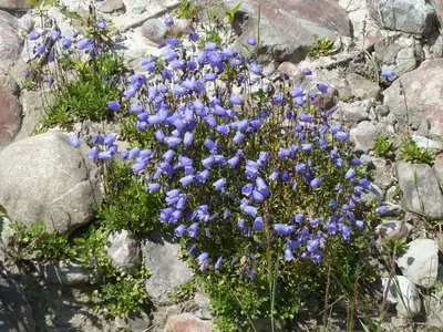 Ferienwohnung für 6 Personen (70 m²) in Faschina 10/10