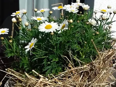 Ferienwohnung für 2 Personen (50 m²) in Müllheim 7/10