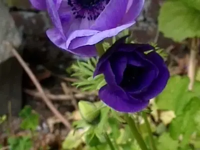 Ferienwohnung für 2 Personen (20 m²) in Stade 4/10