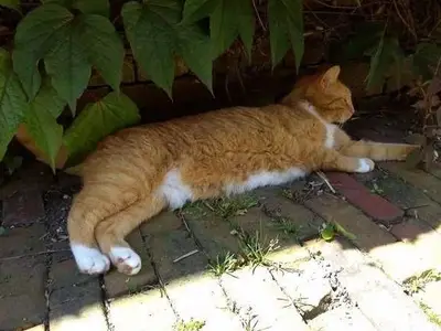 Ferienwohnung für 2 Personen (20 m²) in Stade 6/10