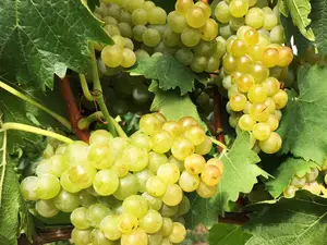 Ferienwohnung für 2 Personen (57 m²) in Freiburg