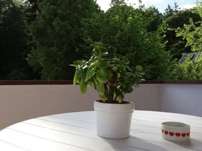 Fewo Trautes Heim-Blick vom Balkon zum Wald