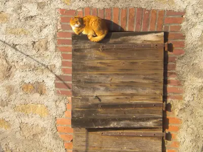 Ferienhof Knöll-Unsere Hofbewohner