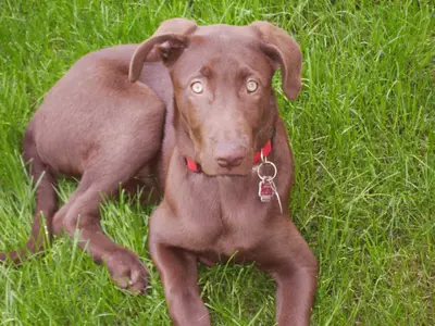 Ferienhof Knöll- Unsere Hofbewohner