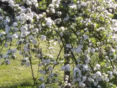 Stockemer Häcke- Garten