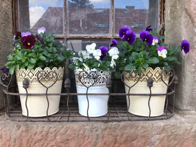 Ferienwohnungen Hanst-Blumen