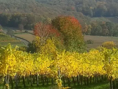 Ferienwohnung für 5 Personen (55 m²) in Sankt Anna am Aigen 9/10
