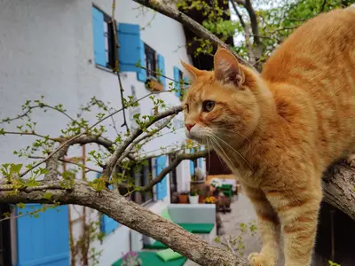 Ferienwohnung für 12 Personen (200 m²) 6/10